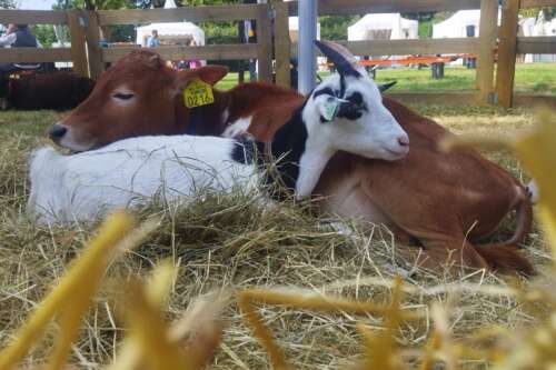 mobiele kinderboerderij donkey pronkie