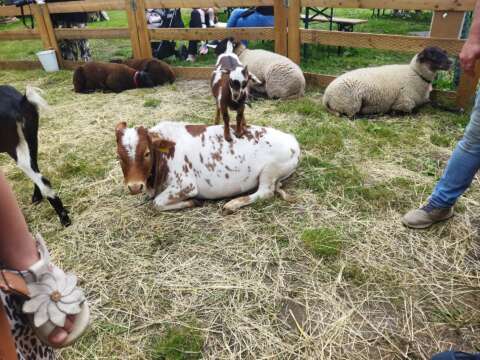 mobiele kinderboerderij donkey pronkie