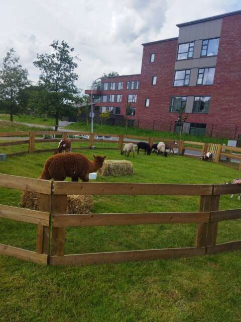 mobiele kinderboerderij donkey pronkie