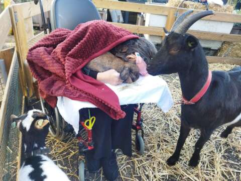 mobiele kinderboerderij donkey pronkie