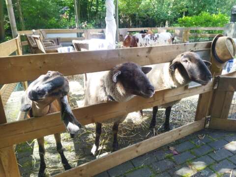 mobiele kinderboerderij donkey pronkie