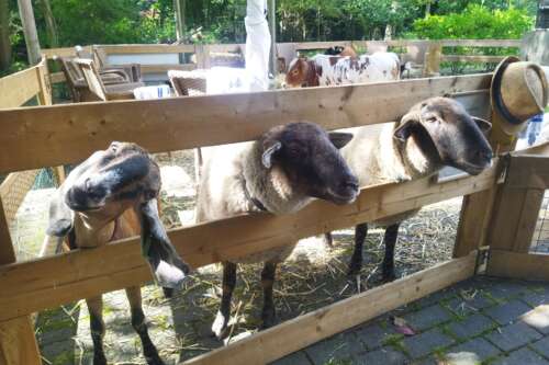 mobiele kinderboerderij donkey pronkie
