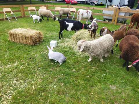 mobiele kinderboerderij donkey pronkie